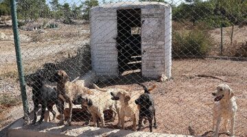 Egeli ihracatçılardan barınak hayvanlarına mama yardımı