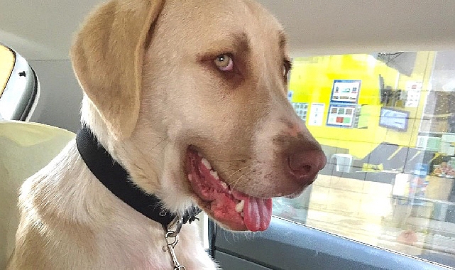 Kadıköy Belediyesi Geçici Hayvan Bakımevi'nden Sahiplendiği Görme Engelli Köpeğine Ev Kiraladı