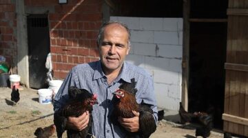 Kocaeli'de yüzde 50 hibeli tavuk desteği üreticilerin yüzünü güldürdü