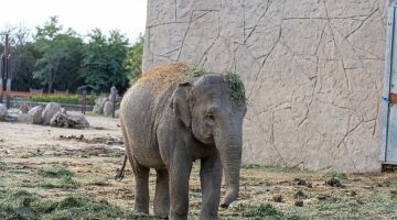 Doğal Yaşam Parkı'nın fili Deniz Gaziantep'e gidiyor