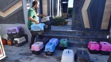 İzmir'de mobil araçla kısırlaştırma hizmeti sürüyor