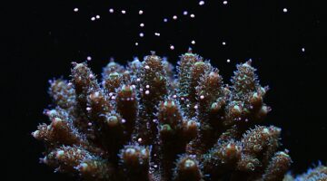 Canon araştırmacılar işbirliği yaparak dünyanın her yerindeki Mercan resiflerinin korunmasına destek oluyor
