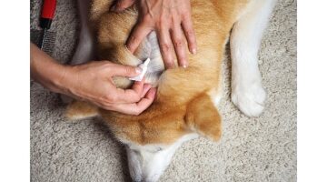 Evcil dostların deri ve tüy sağlığını zengin birleşenli takviyelerle güçlendirmek mümkün