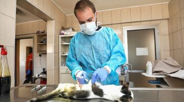 Gaziemir'de 27 bin 631 hayvana veteriner sağlık hizmeti