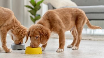 Glukozamin Evcil Dostların eklem sağlığına mucizevi faydalar sağlıyor