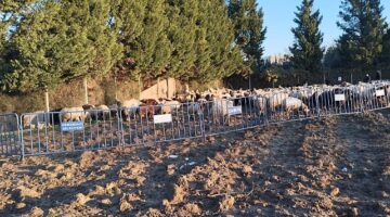 Tarım arazilerine zarar veren koyunlara zabıta müdahale etti