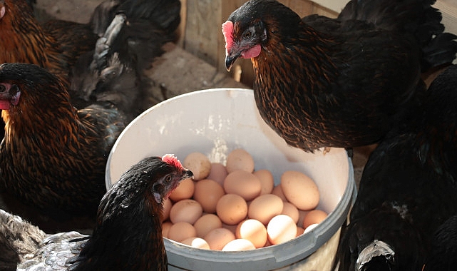 Büyükşehir'den % 50 hibeli yumurta tavuğu desteği