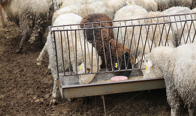 Hayvancılara Çoban Haritası desteği
