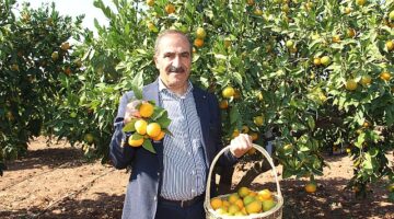 Narenciye sektörü KKTC'de görülen yeşillenme hastalığının Türkiye'ye sıçramaması için topyekûn mücadele istiyor