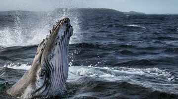 Dört Bölümlük &apos;Balinaların Gizemli Dünyası' 2 Haziran'da National Geographic WILD Ekranlarında Başlıyor!