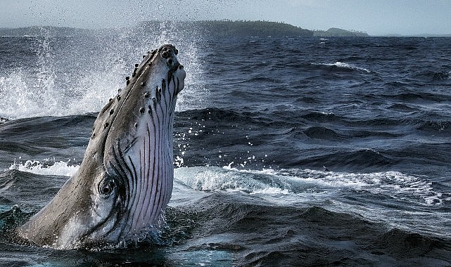 Dört Bölümlük &apos;Balinaların Gizemli Dünyası' 2 Haziran'da National Geographic WILD Ekranlarında Başlıyor!