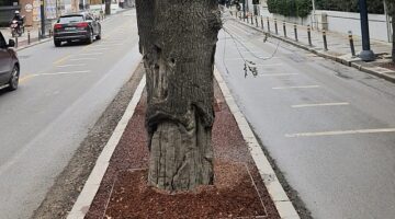 Kadiköy'deki Hasta Ağaçların Yerine Yenileri Dikilecek