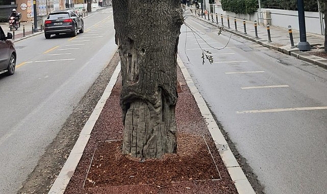 Kadiköy'deki Hasta Ağaçların Yerine Yenileri Dikilecek