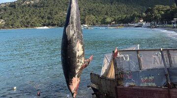Kemer'de ölü yunus balığı sahile vurdu