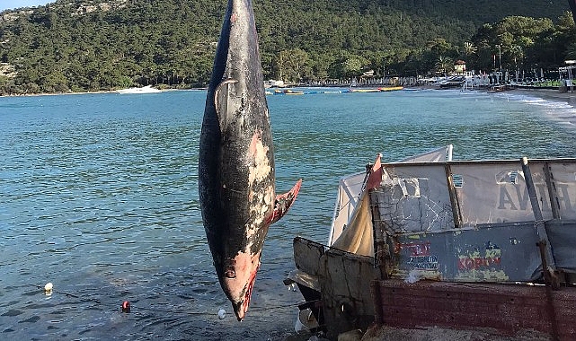 Kemer'de ölü yunus balığı sahile vurdu