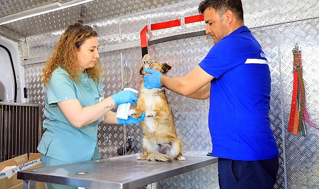 Muğla Büyükşehir Belediyesi'nin sahipsiz hayvanlara iç, dış parazit ve kuduz aşıları yapılması için hizmete aldığı Acil müdahale aracı ilçelerde hizmete başladı