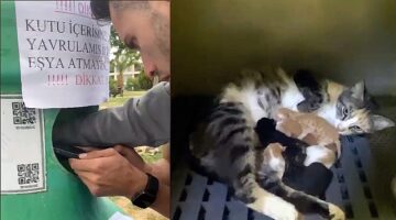 Yavru kedileri Buca Belediyesi ekipleri kurtardı