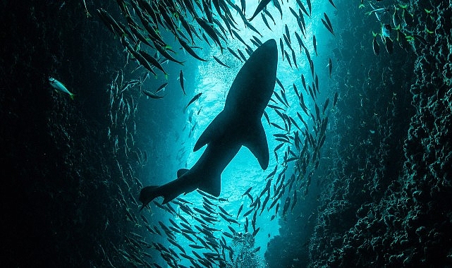 National Geographic NOW Seç-İzle Servisi Temmuz Ayında &apos;Köpekbalığı Festivali' Temasıyla Dopdolu İçerikler Sunuyor