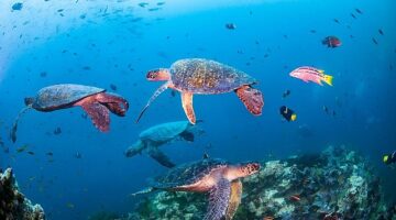 Novotel, WWF İle Okyanus Koruma Ortaklığını Duyurdu