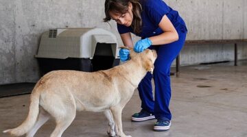 Yılın ilk 6 ayında İzmir'deki barınaklardan 500 köpek sahiplendirildi
