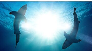 &apos;Köpekbalığı Saldırıları: 360 Derece' 21 Temmuz Pazar 20.00'de İki Bölüm Birden National Geographic WILD Ekranlarında!