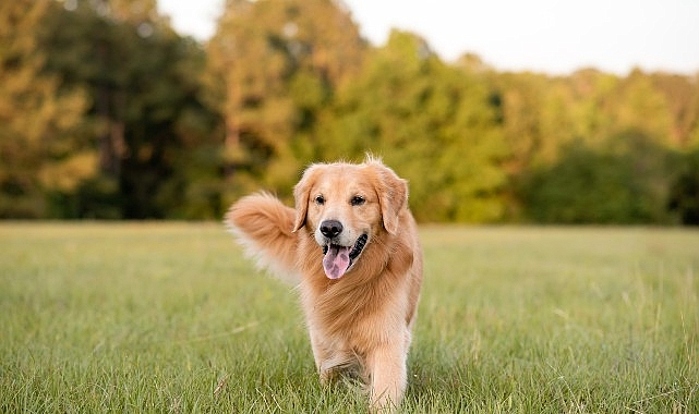 Boehringer Ingelheim'dan Köpeklerin Her Yaş Döneminde Sağlık ve Mutlulukları İçin Bilgilendirme:  “İnsanlar gibi köpeklerin de ihtiyaçları yaşlarına göre değişiyor"