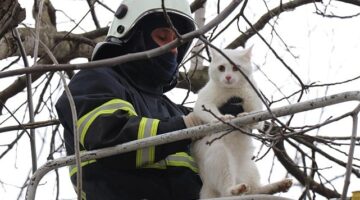 Büyükşehir can dostlarımızı koruyor ve yaşatıyor