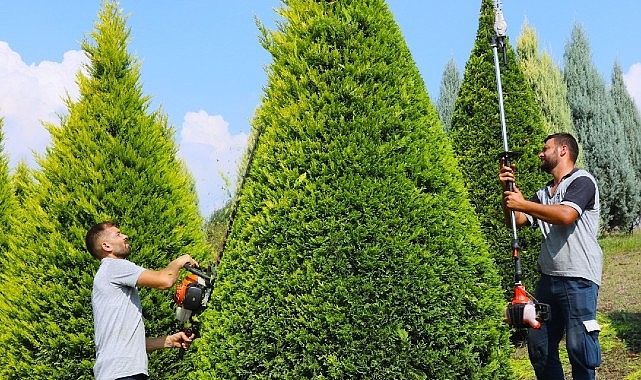 Suadiye Kavşağında ağaçlara estetik budama