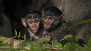 Tsunamiden Ciddi Hasar Gören Nicobar Adalarının Değişimini anlatan &apos;Nicobar Adaları: Bir Maymunun Öyküsü' 14 Eylül Cumartesi Günü 21.00'de National Geographic WILD Ekranlarında!