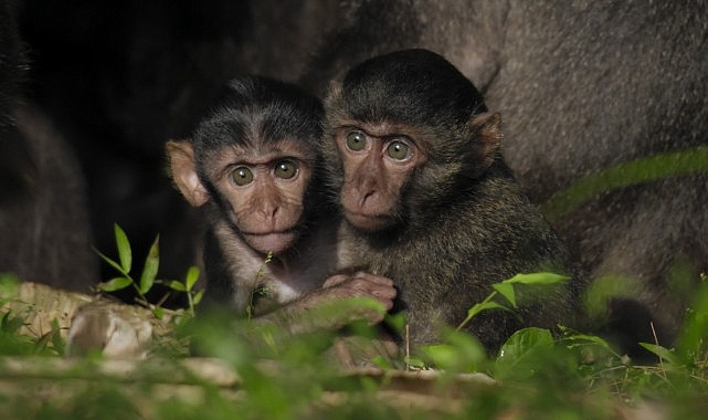 Tsunamiden Ciddi Hasar Gören Nicobar Adalarının Değişimini anlatan &apos;Nicobar Adaları: Bir Maymunun Öyküsü' 14 Eylül Cumartesi Günü 21.00'de National Geographic WILD Ekranlarında!