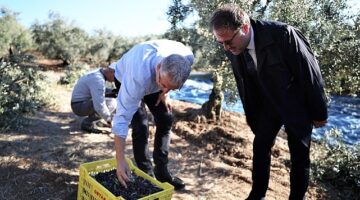 Mudanya Belediyesi zeytin üreticisinin yanında