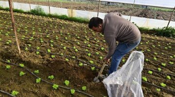 Hümik Asit Uygulamasıyla Verimli Topraklar, Sağlıklı Ürünler