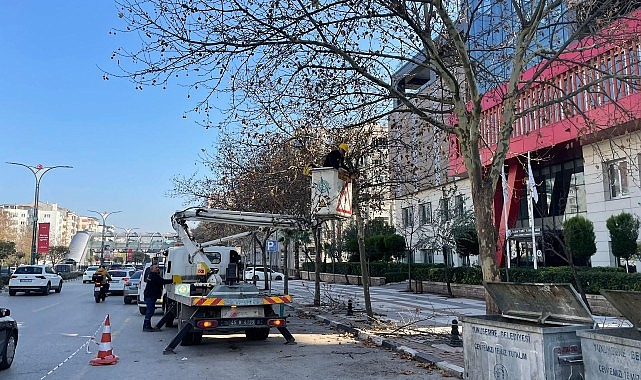 Mimar Sinan Bulvarı'ndaki Çınar Ağaçlarına Kış Bakımı Yapıldı