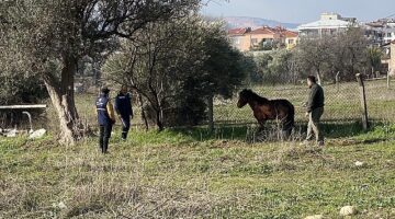 Kemalpaşa'da vatandaşlar tarafından yaralı halde bulunan Yılkı Atı, tedavi edilerek doğal yaşama salındı