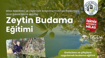 Milas Belediyesi Çiftçilere Uygulamalı Zeytin Budama Eğitimi Verecek