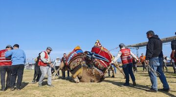 Torbalı'da deve güreşi festivaline rekor katılım