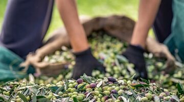 Zeytin ve zeytinyağı sektöründe verimlilik artıracak Avrupa Birliği Projesi